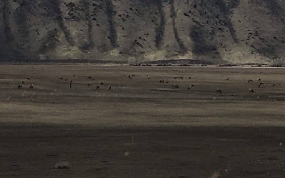 Jackson Hole’s Heart: A look into The National Elk Refuge