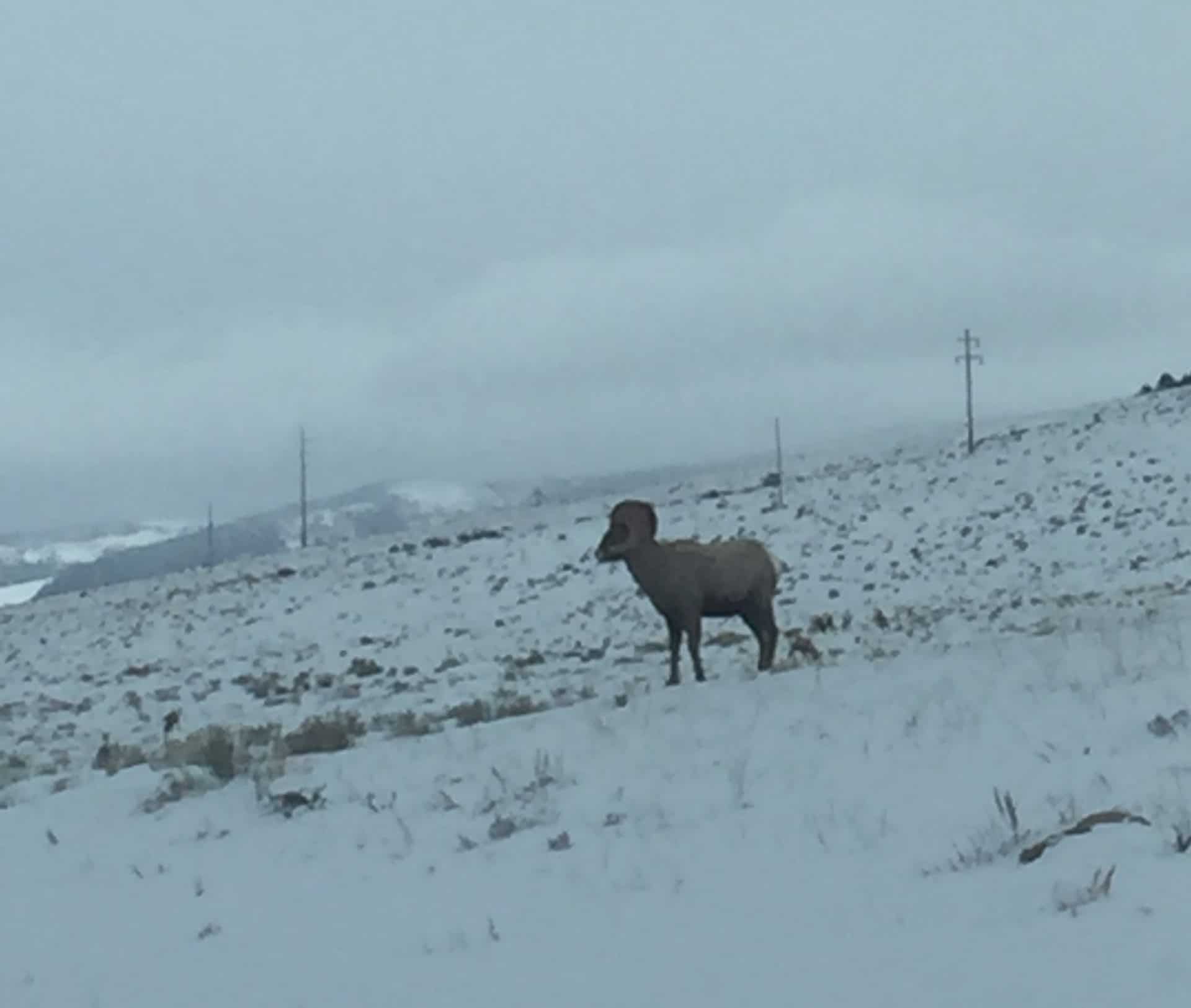 Wyoming Big Horn Sheep Outfitter